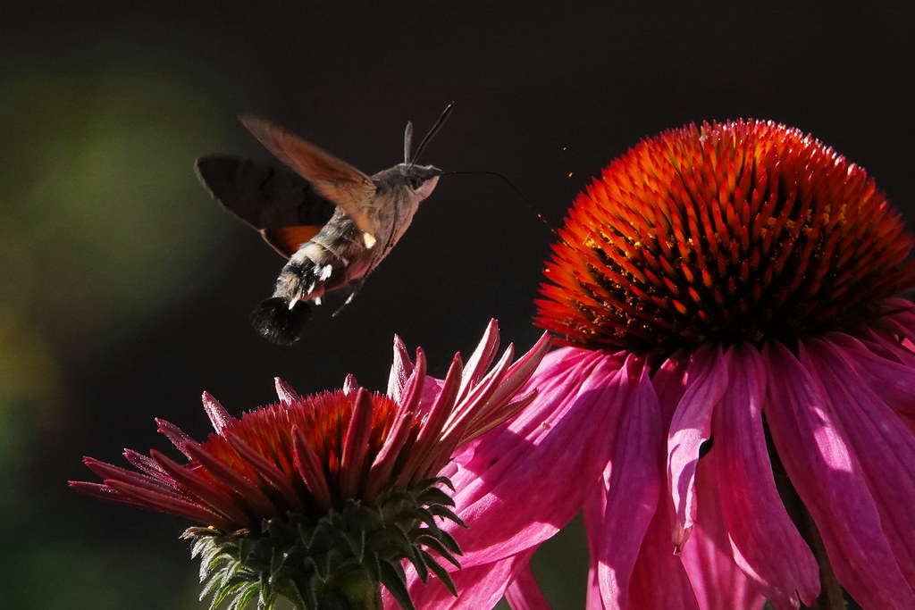 kolibrievlinder op zonnehoed