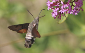 Kolibrievlinder gespot