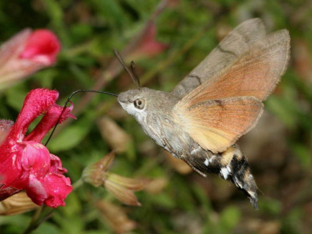 kolibrievlinder op bloem