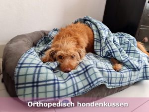 Een nieuw orthopedisch hondenkussen voor onze hond